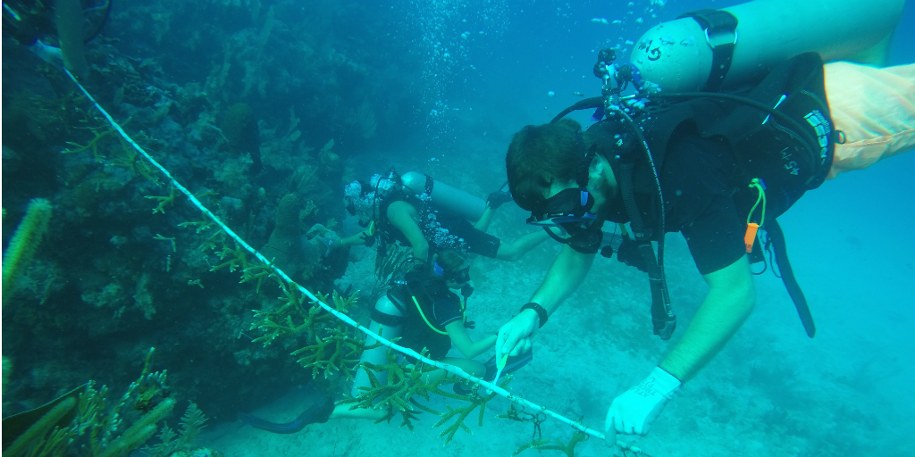 Volunteers doing an underwater survey of a coral reef in Peurto Morelos, Mexico.