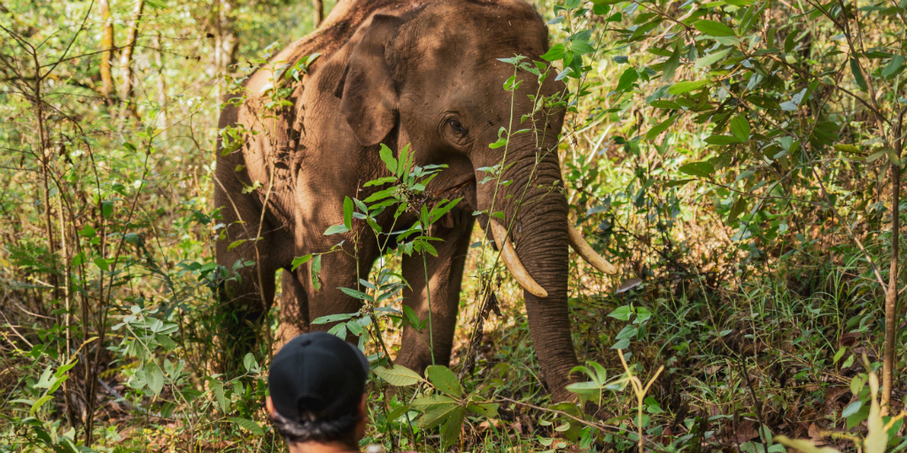 A volunteer sitting in the forest watching an elephant at a distance