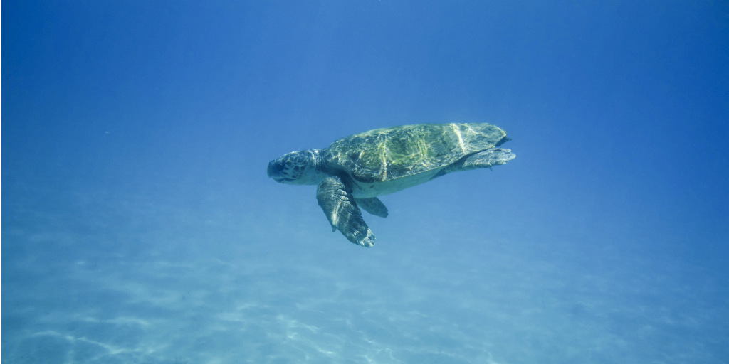 Sea turtle swimming in the ocean