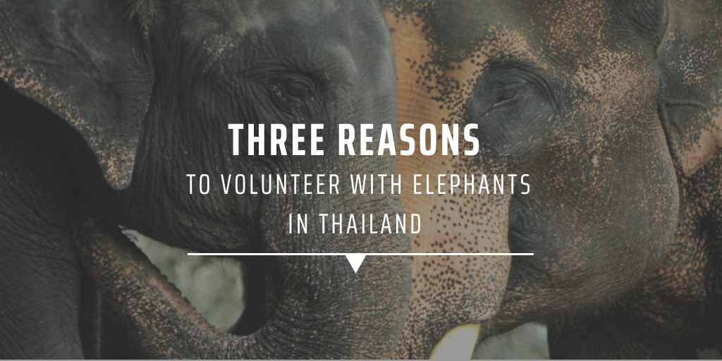 Two elephants standing together with their faces touching