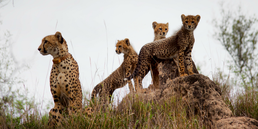 Join a wildlife expedition and learn tracking techniques on your adult gap year. 