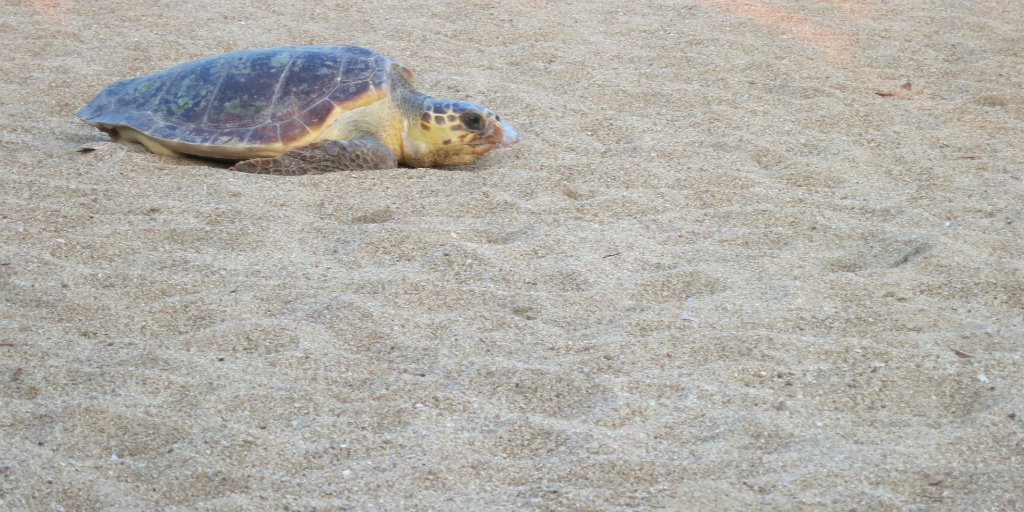 A sea turtle moving along a sandy beach to find a good spot for nesting in Greece.