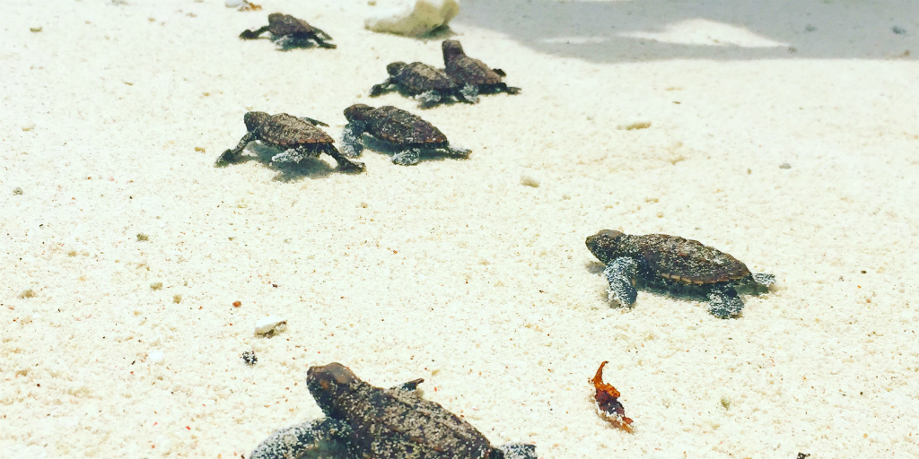 Sea turtle hatchlings, crawling across the sand on a beach in Seychelles.