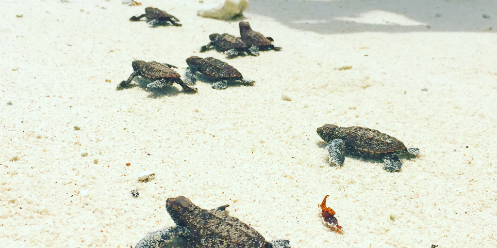 Sea turtle hatchlings, crawling across the sand on a beach in Curieuse, Seychelles.