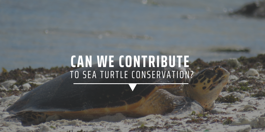 Can we contribute to sea turtle conservation?