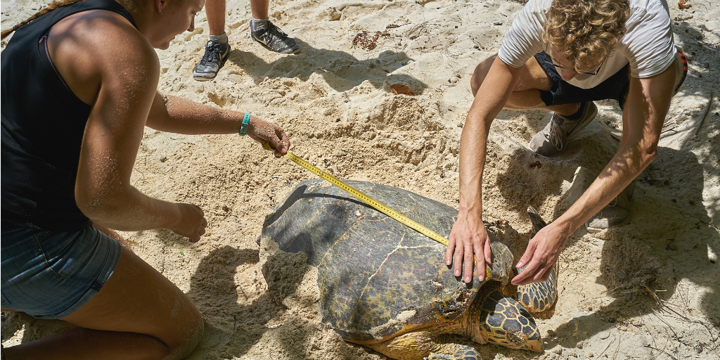 GVI volunteers measuring an adult sea turtle in Curieuse, Seychelles.