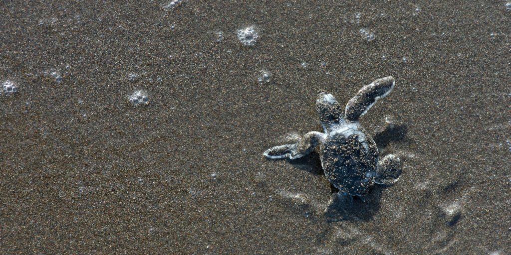 Watch as a sea turtle hatchling makes its way to the sea during this gap year travel program to costa rica.