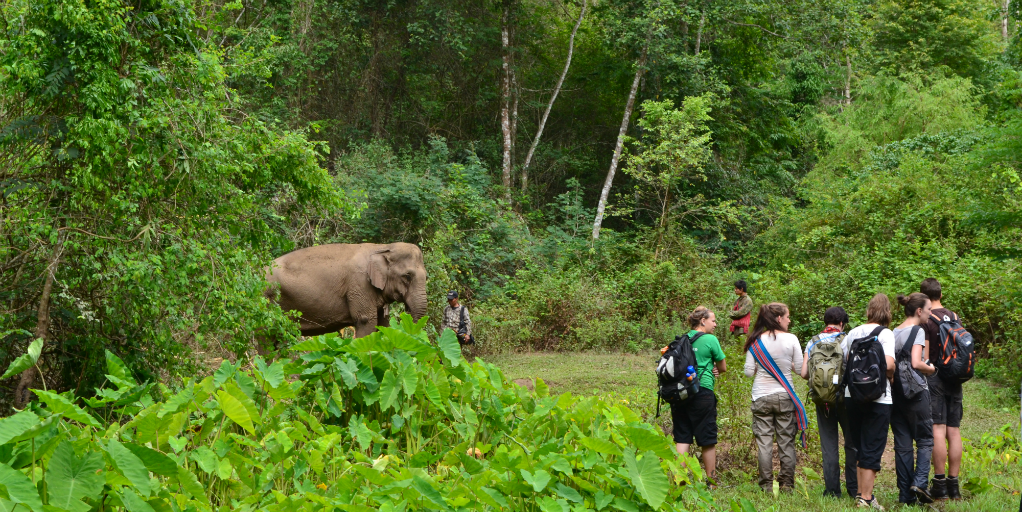 A group of volunteers surveying an elephant from a distance in Chiang Mai, Thailand.