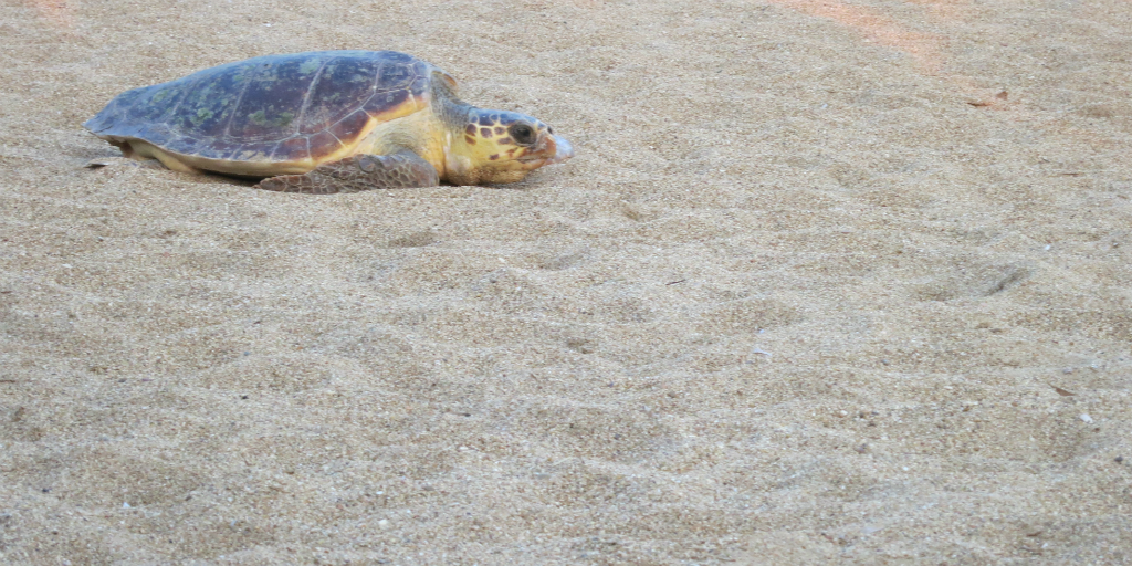 A sea turtle moving across the sand.