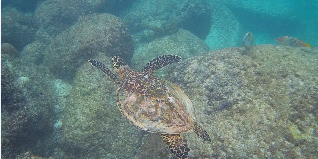 A sea turtle swimming amongst rocks in Curieuse, Seychelles.