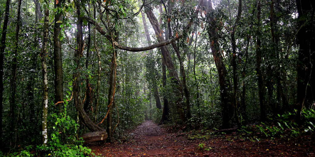 A day off from volunteering in India is the perfect time to take a day trip from Kochi to visit the Iringole Kavu.