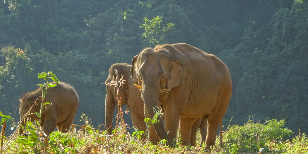 Asian elephants at GVI's base in Chiang Mai, Thailand