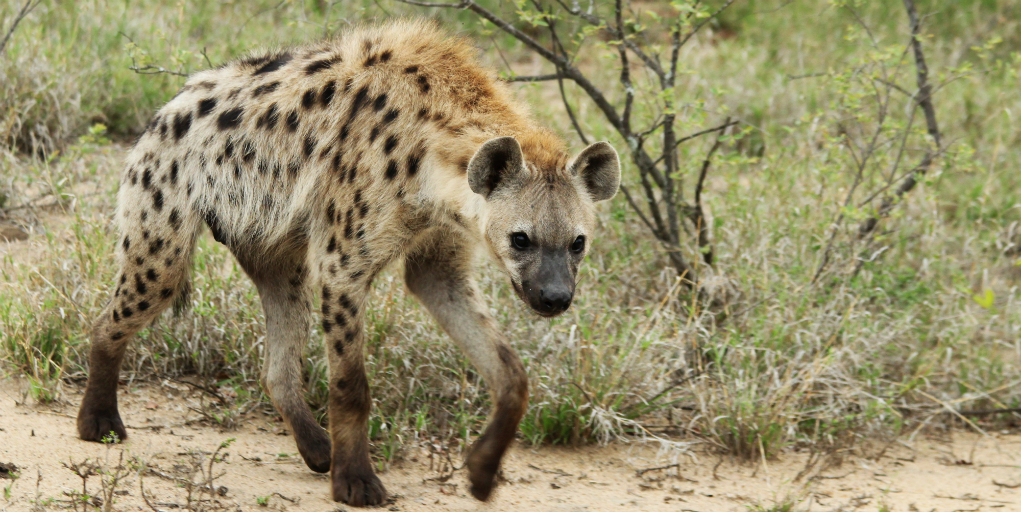 Hyenas are one of the more interesting animals found in Africa because of their appearance and laugh-like calls