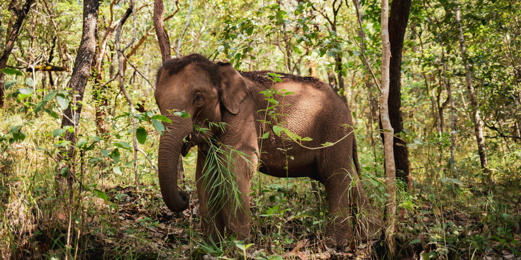 When you volunteer to work with animals in Africa, you can assist in the conservation of elephants