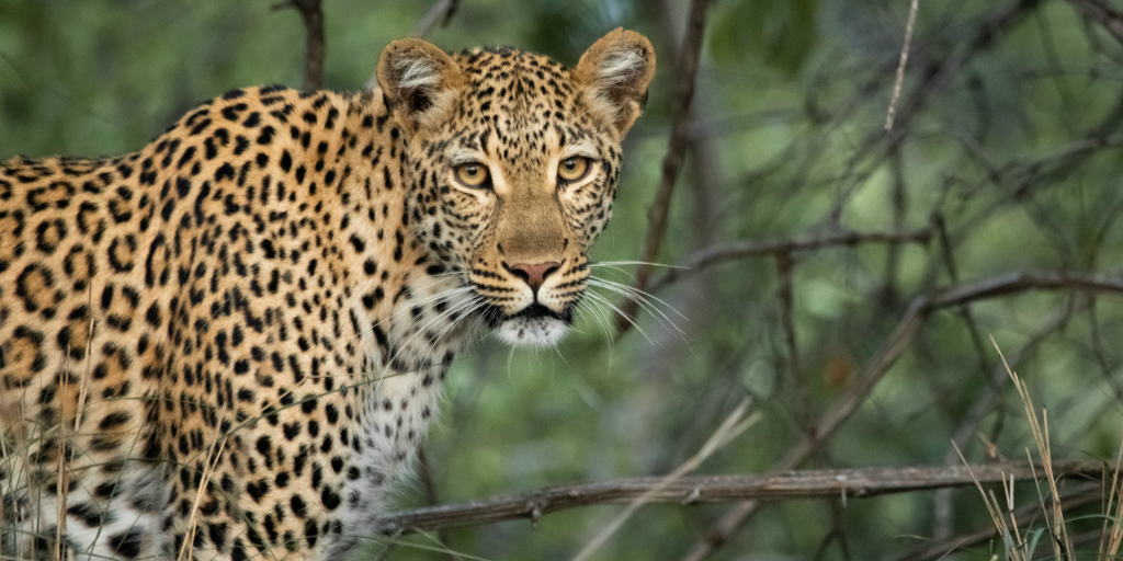 Leopards are some of the most beautiful animals found in Africa
