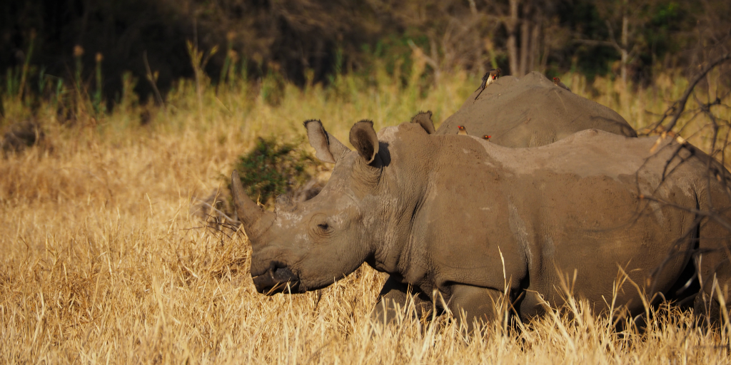 Volunteering in Africa with Animals will allow you to get a glimpse of the rare rhino in person