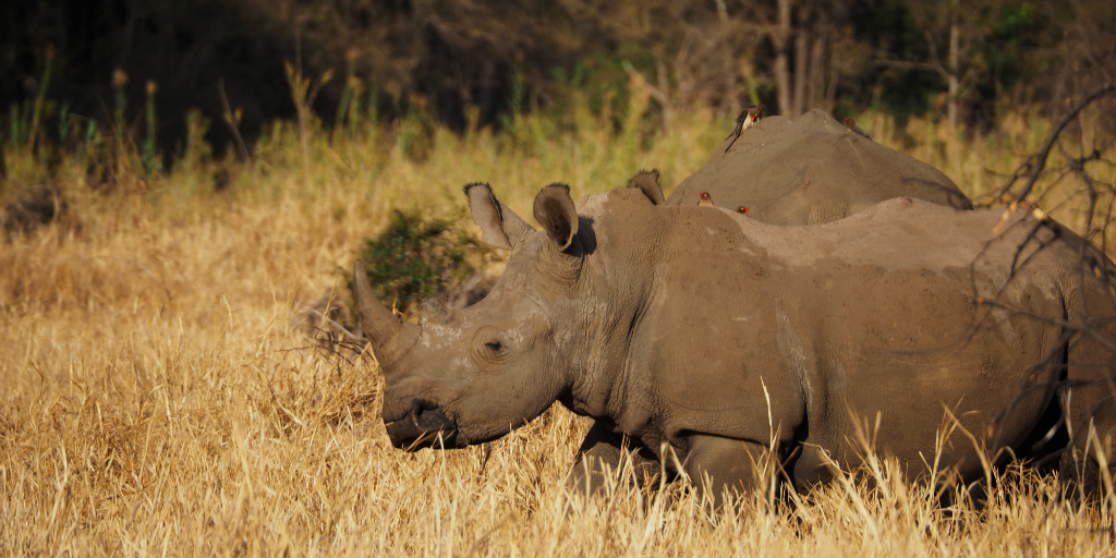 South Africa wildlife volunteer