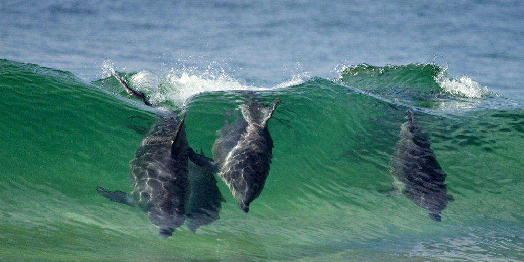 We often forget the ocean animals when we think of animals found in Africa, but in Zanzibar you can volunteer to protect dolphins!