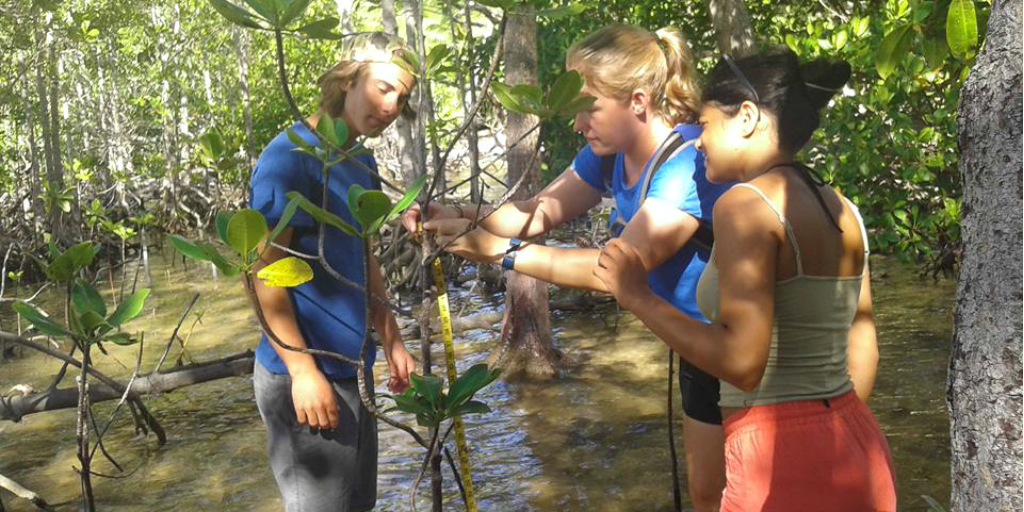 Three volunteers measuring the height of a tree as part of a conservation project in Curieuse.