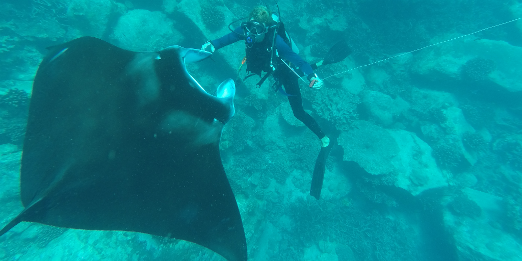 One of GVIs volunteer scuba divers with a sting ray