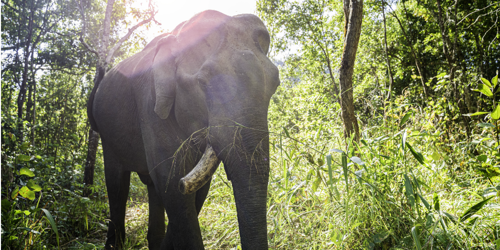 Skip the rides and ethically volunteer with elephants in Thailand instead