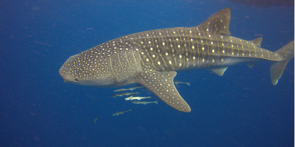 A shark in the ocean, with other fish swimming beneath it.