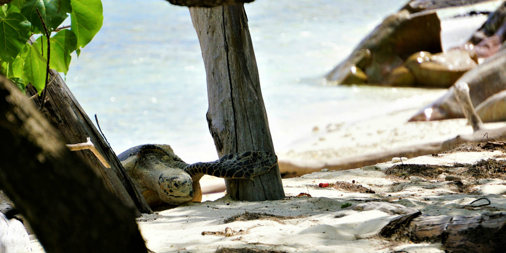 See the giant Aldabra tortoise when you volunteer with animals in Africa.