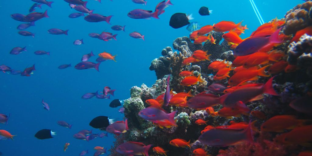 A school of red fish swimming around a rock.