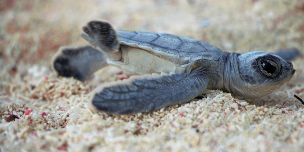 Volunteering in Africa with animals is one way to get up close with and witness turtle hatchlings in Seychelles