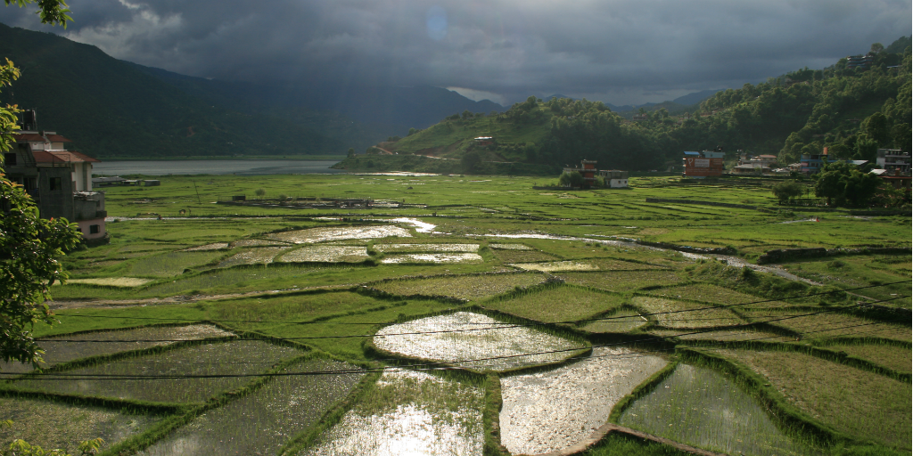 A rice paddy in Nepal with grey clouds looming overhead.