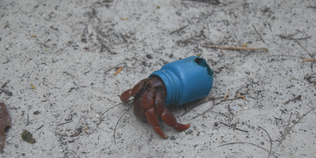 A hermit crab using a plastic bottle lid as a shell.