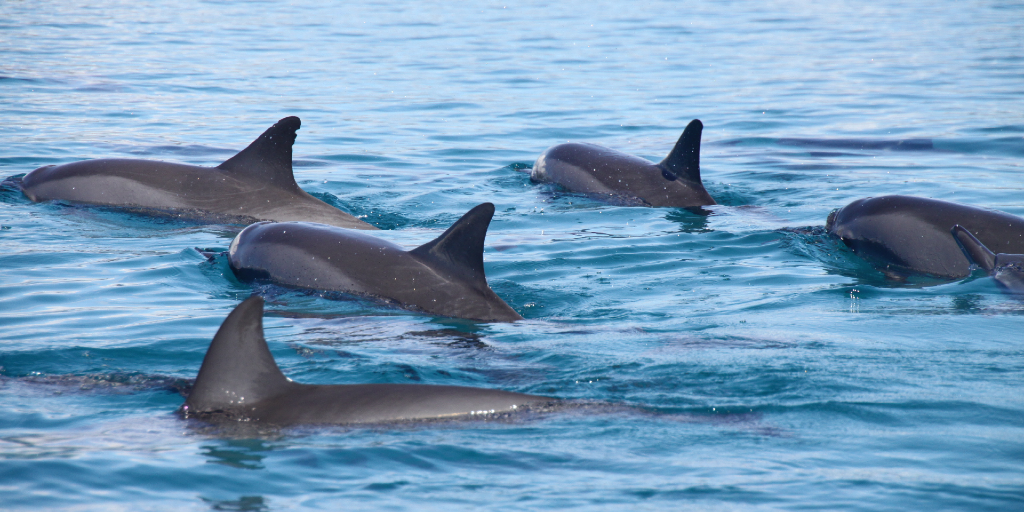 volunteer with dolphins in canary islands