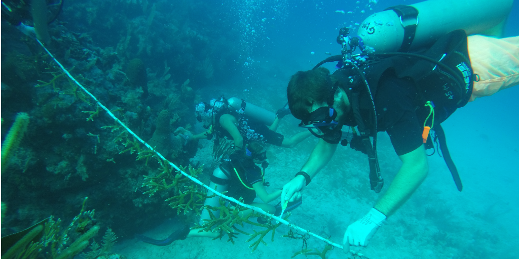 Divers using a measuring tape under water.