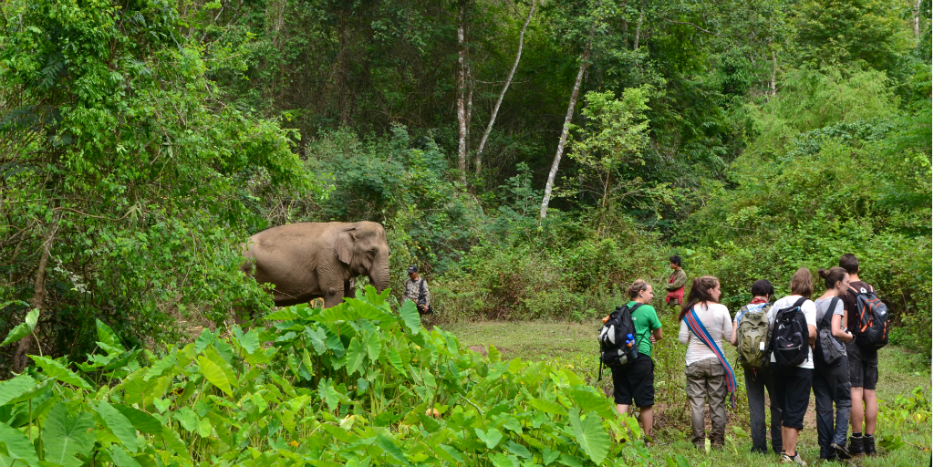 Volunteers observing an Asian elephant from a distance.