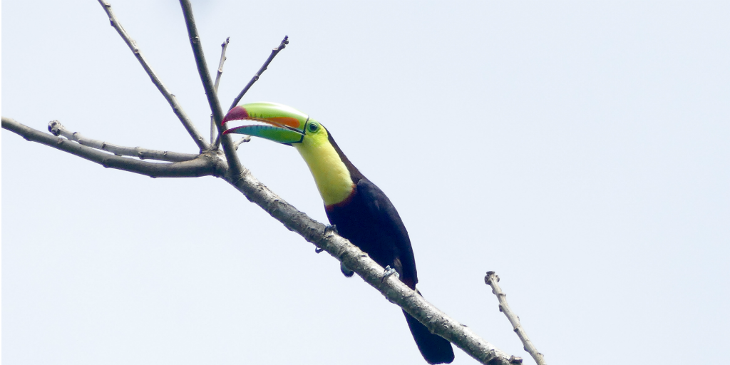 Toucans have a distinct call that makes them identifiable even before they’re seen.