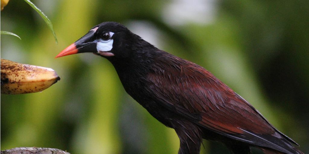  The montezuma oropendolas is quite a large bird with chestnut coloured feathers.