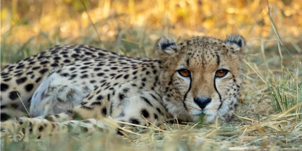 A cheetah lying in the tall dry grass of the savannah.