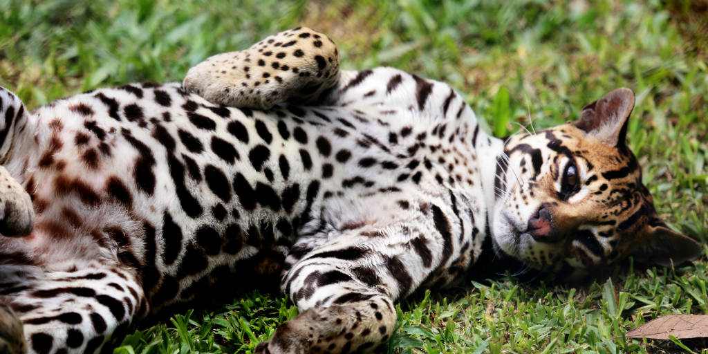 The ocelot looks like look like a mix between a leopard and a house cat.