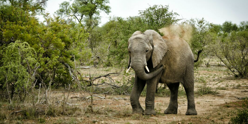 An elephant standing in a defensive pose in the savannah.