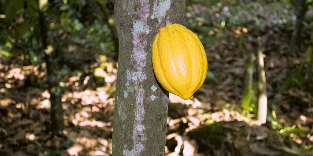 Cocoa crops played a big role in Ghana's economy