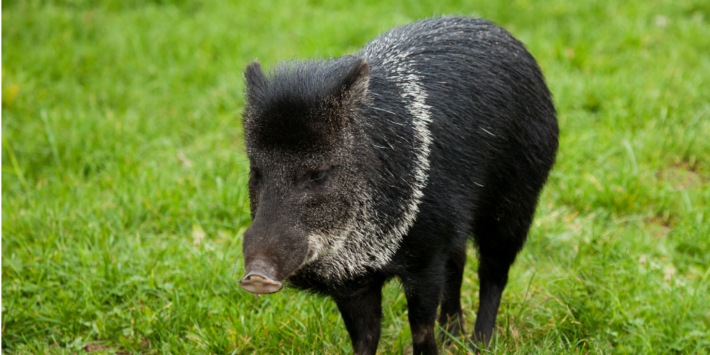 Unusual animals include the collared peccary.