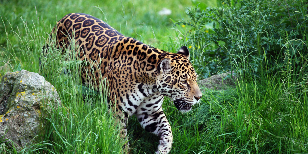 Jaguars are the largest big cats in South America.