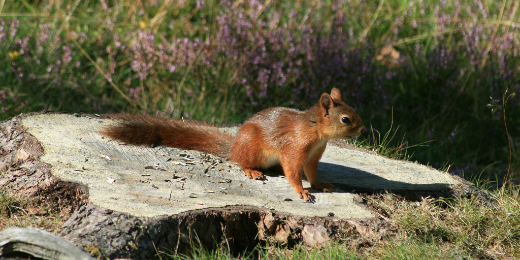 Squirrel pox is a fatal disease for the red squirrel.