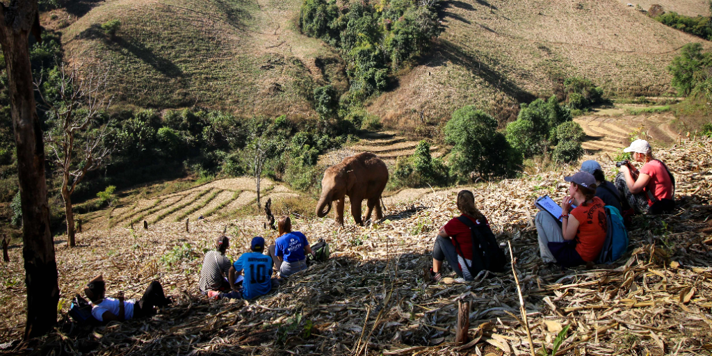 Rejuvenate your mind and body on a wildlife conservation volunteer program.