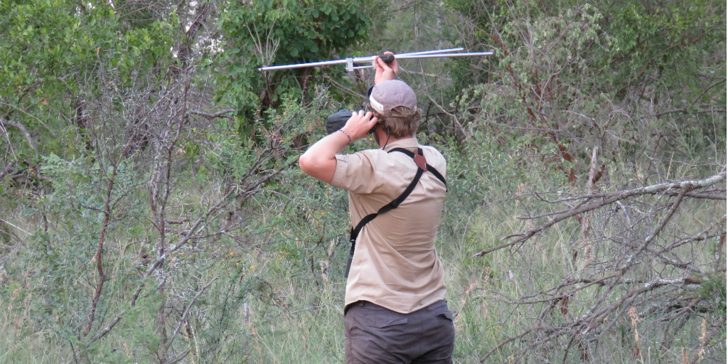 A volunteer holding up an antennae in a clearing surrounded by bushes.