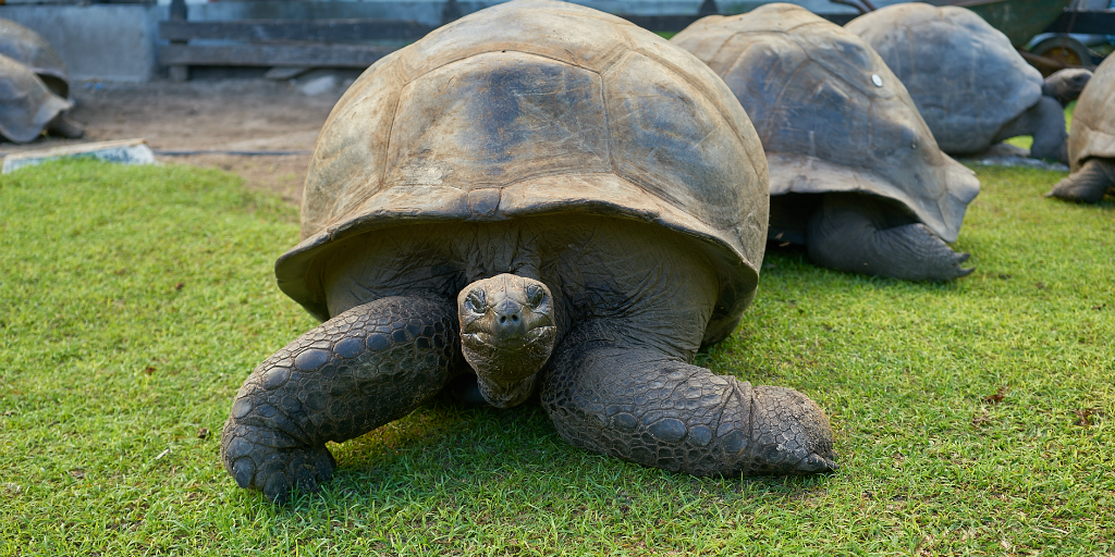 A group of giant tortoises on a lawn.