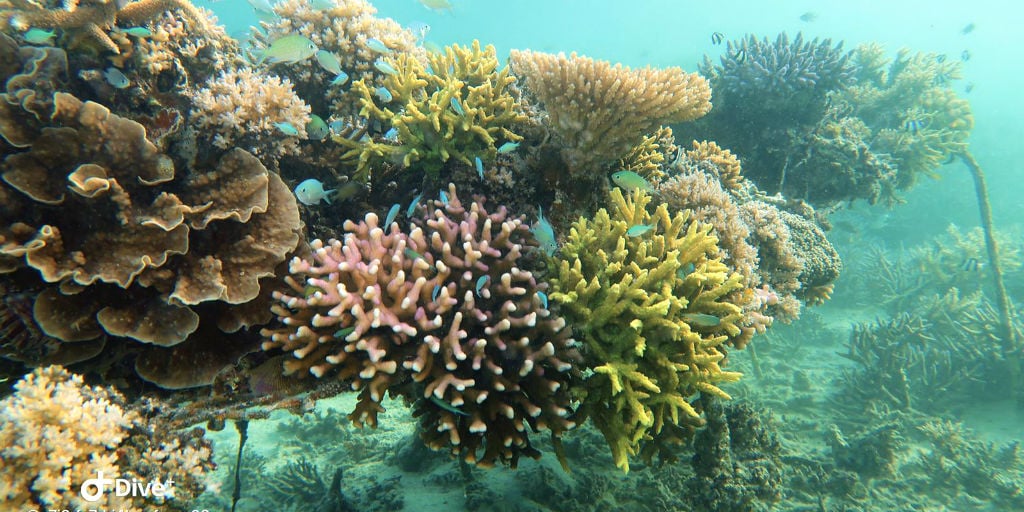Coral bleaching causes coral to become more brittle and more susceptible to disease.