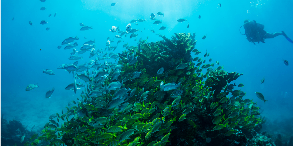 A school of fish swiming around a coral reef outcrop.