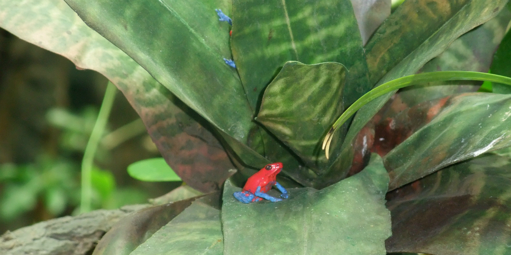 The strawberry poison dart frog has a unique call that makes it easy to trace.
