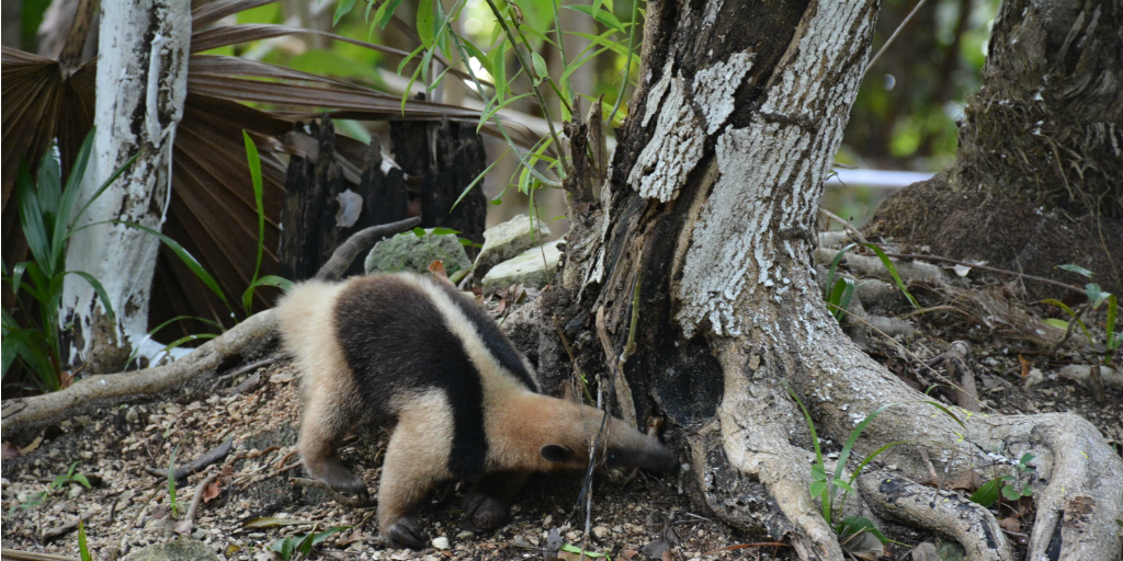 An anteater poking around the roots of a tree with its tongue.